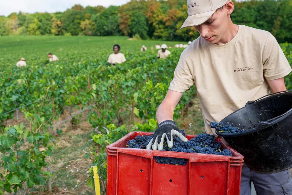 The harvest now begins earlier in August, weeks ahead of schedule, at a time when many growers and seasonal workers were still on vacation.