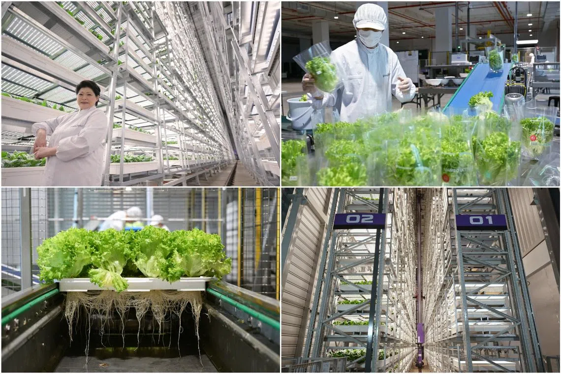 World’s tallest indoor vertical farm, costing $80 million, opens in Singapore