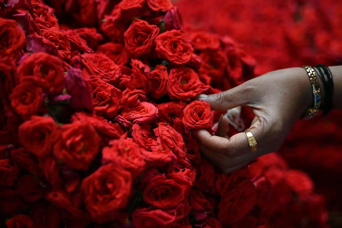 A flower vendor arranging roses for sale on the eve of Valentine’s Day at KR Market in Bengaluru, India, on Feb 13, 2024. 