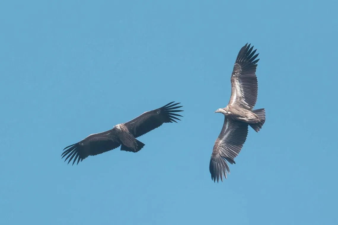 Himalayan vultures (Gyps himalayensis)