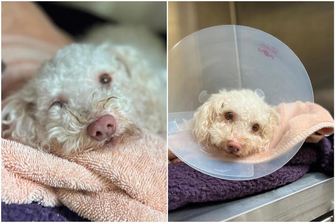 Over the past few days, Toodles has miraculously made a full recovery.