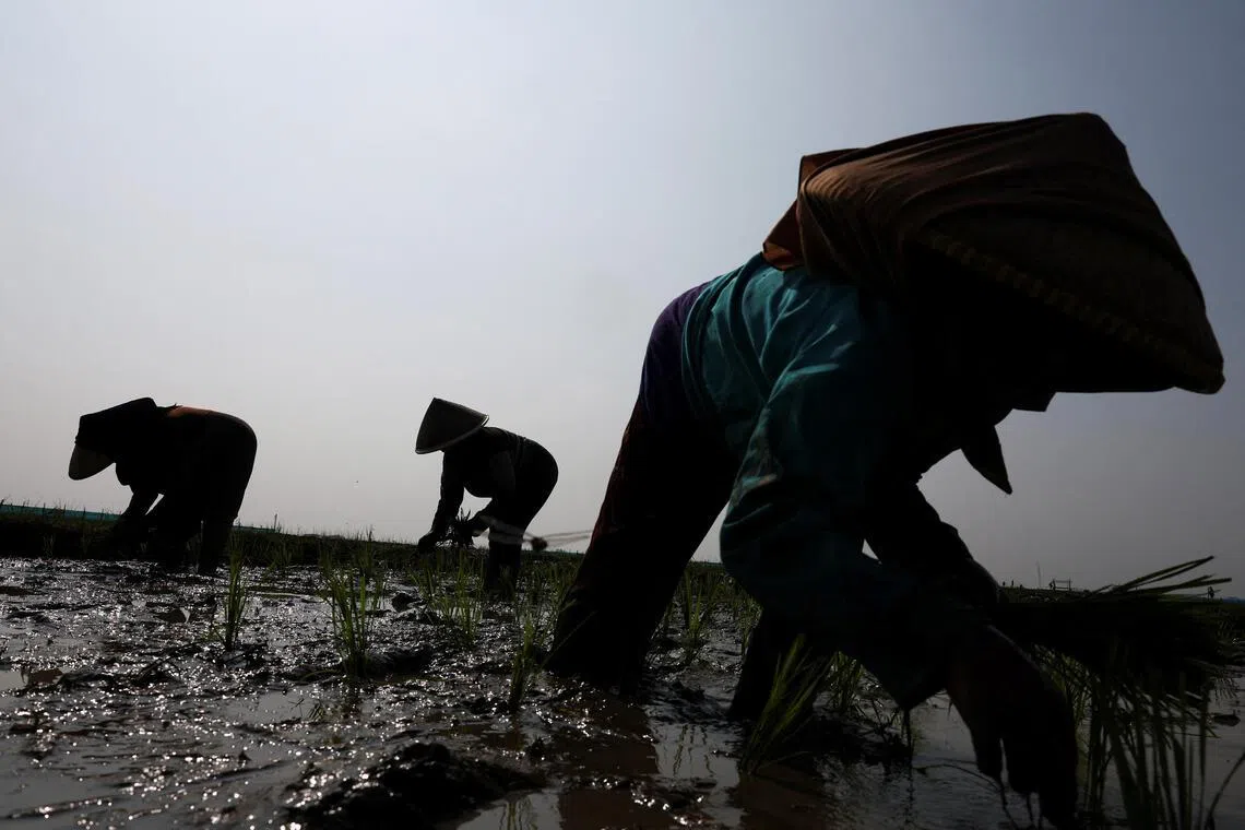Indonesia's agriculture minister urged regional governors to ensure farmers optimise irrigation and speed rice planting in areas of risk where water is still available.