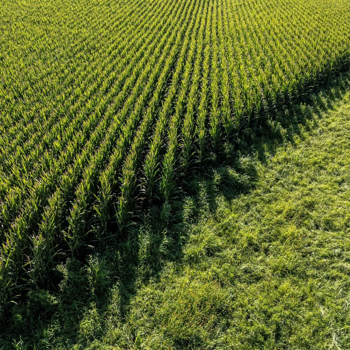 A persistent concern about dicamba is “drift”. When the chemical volatilises in high heat it can spread for miles, poisoning other farms, home gardens as well as trees and plants.