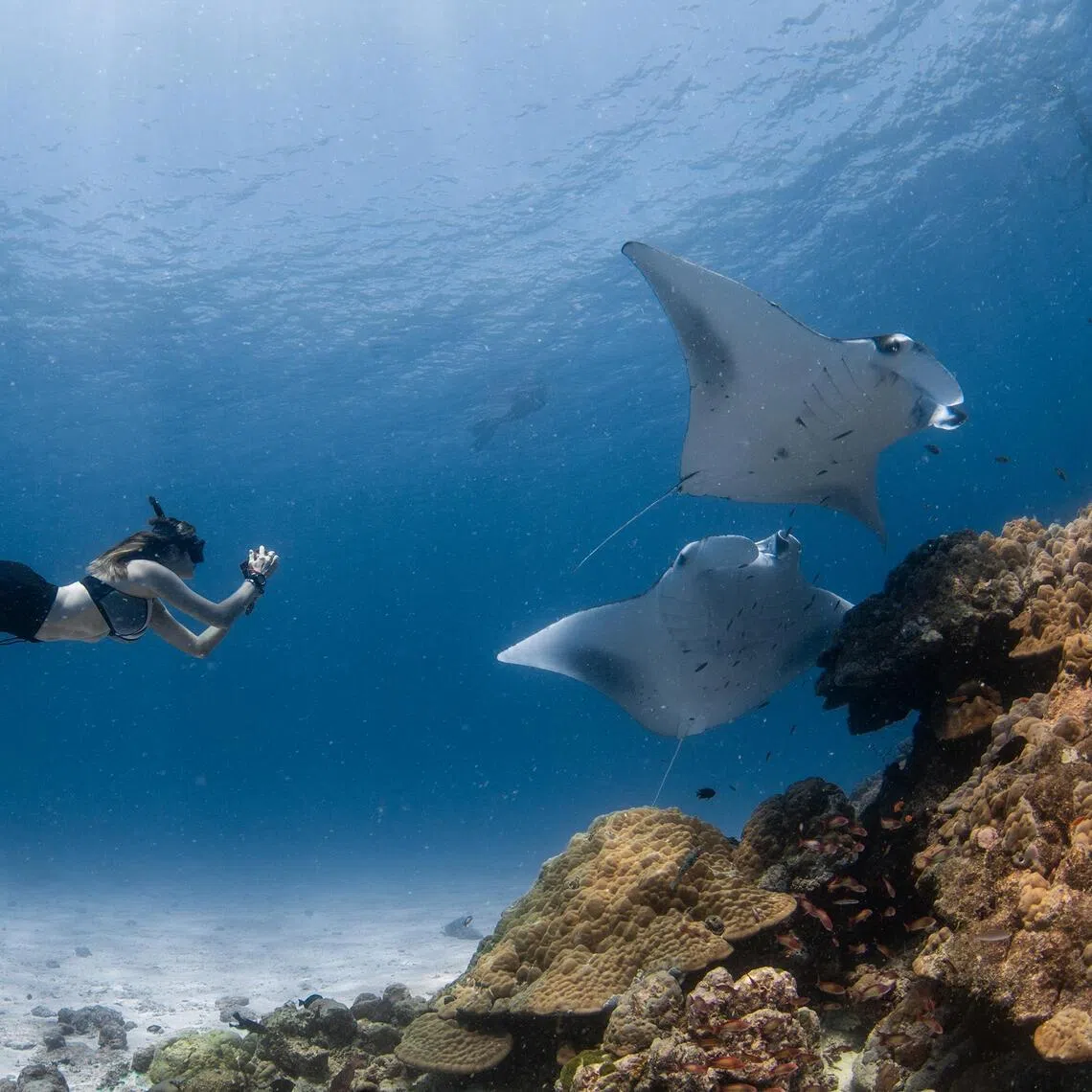 Manta ray-watching tourism generated US$227.3 million (S$290.9 million) in the Maldives in 2021.