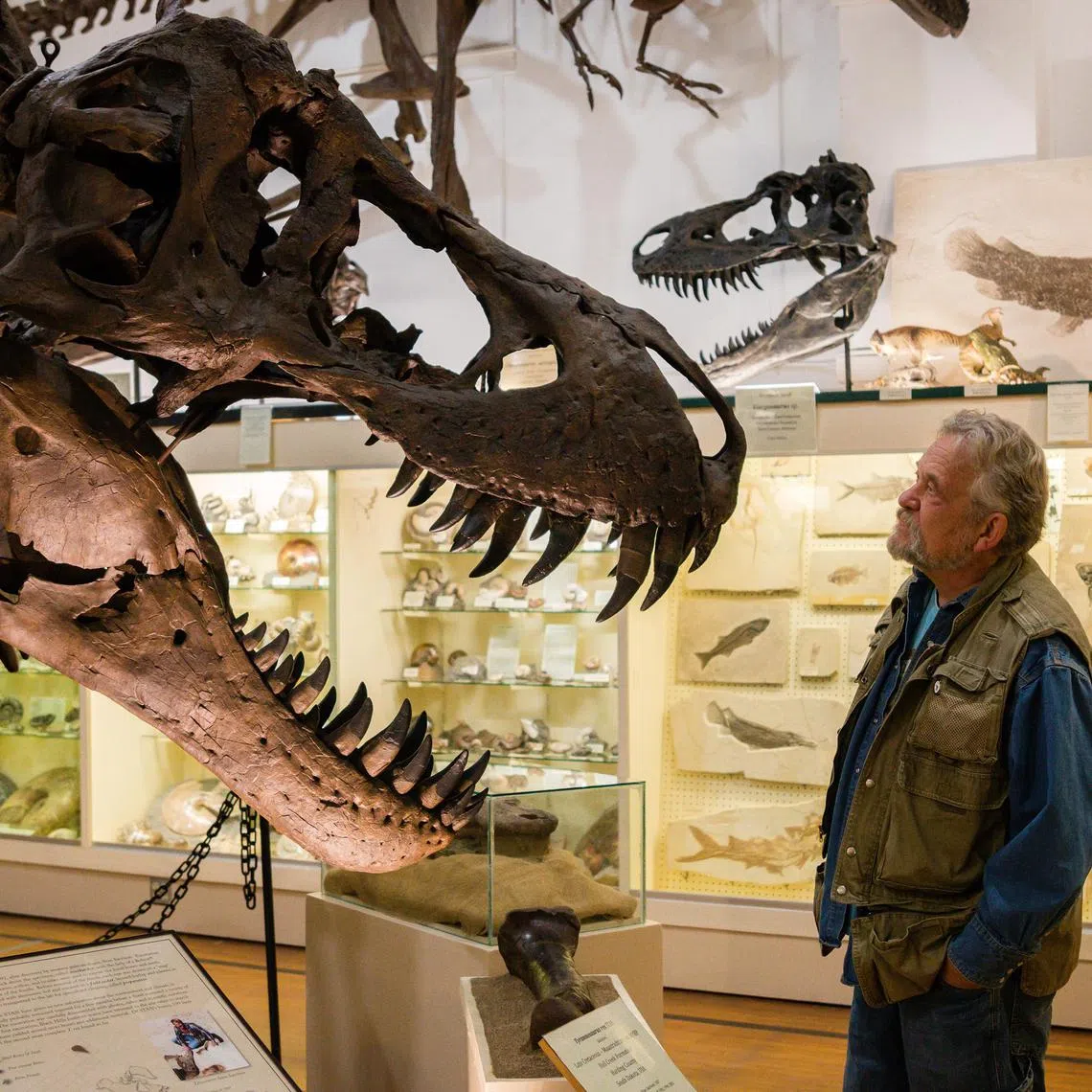 Mr Peter Larson, whose excavation company has been at the forefront of the boom in dinosaur fossil sales, with a cast of a Tyrannosaurus rex named Stan at his museum in Hill City, South Dakota.