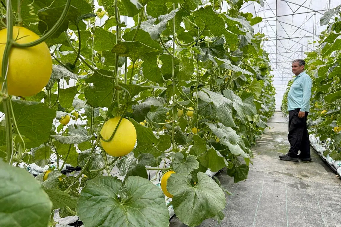 Murai Estates’ James Alexander examining Terengganu melons growing inside a greenhouse in March 2026.