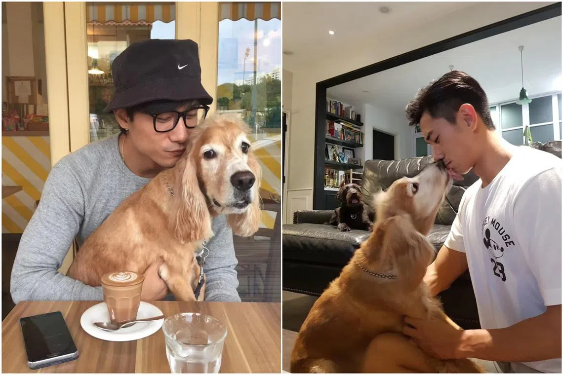 Singaporean actor Desmond Tan with his dog Hoshi, a cocker spaniel.