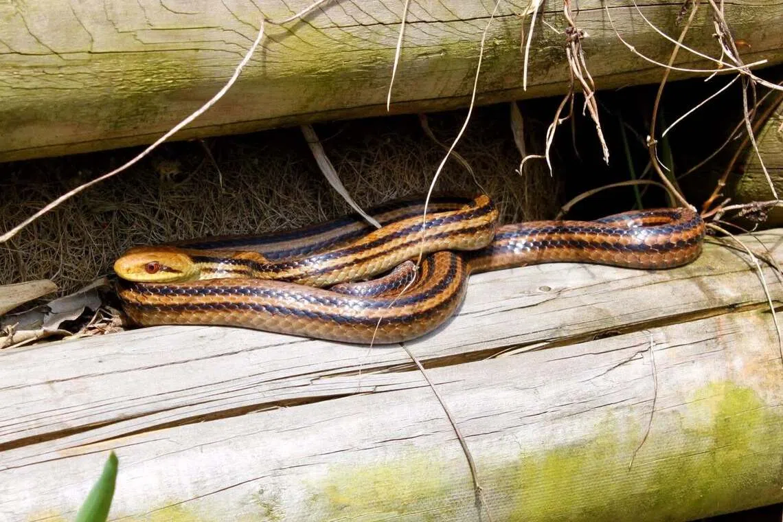 The snake was identified by an expert as a juvenile Japanese striped snake.