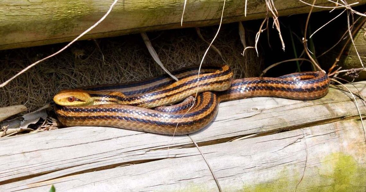 Live snake found on plane after flight cancelled in south-western Japan