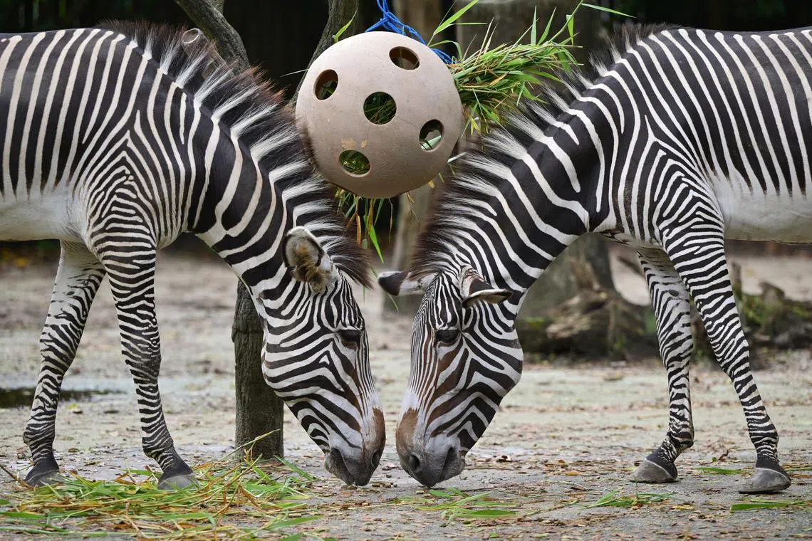 Grevy’s zebras are among the world’s endangered animals.