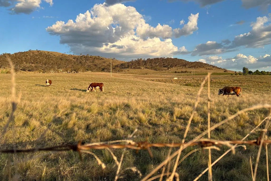 Australia declares strong El Nino in tropical Pacific as risks to agriculture loom