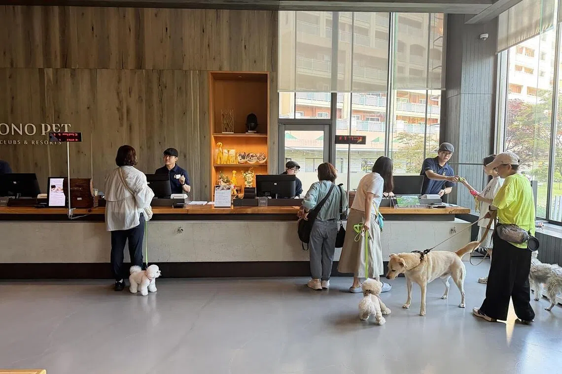 straitstimes.com - Travelling with pets? Some South Korean hotels are going all in