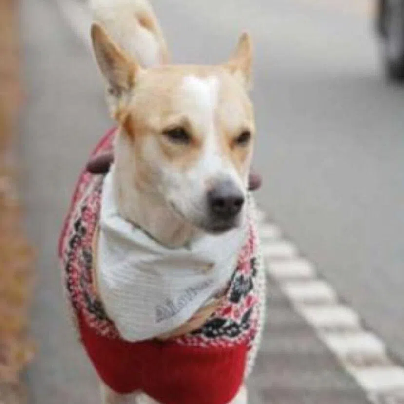 The dog's journey highlights resilience and loyalty that are often overlooked in stray animals.