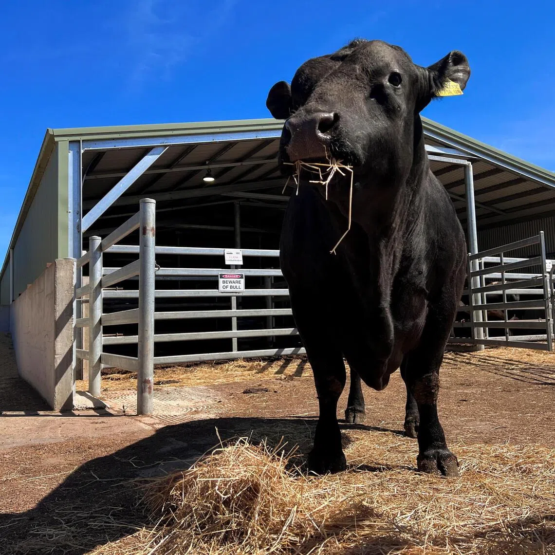 An elite Angus bull called Utopia gets his semen collected twice every week in Australia.