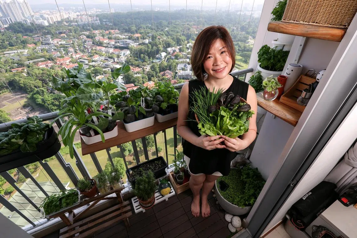 Singapore microgardener Airene Tan with a platter of produce harvested from her balcony edible garden, including Chinese chives, local lettuce, purple king bak choy, Siberian kale and coriander, on Oct 30.