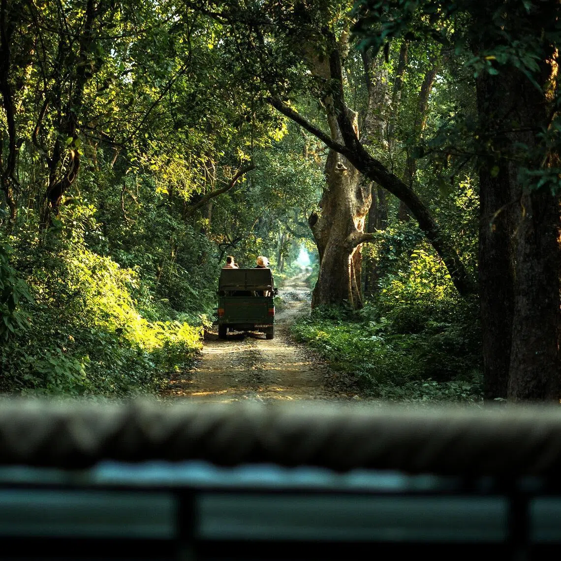 Sal forest, Bardiya National Park. The park in Nepal’s remote south-west offers superb wildlife viewing without the crowds, and is becoming one of Asia’s best places to see these wild cats. 