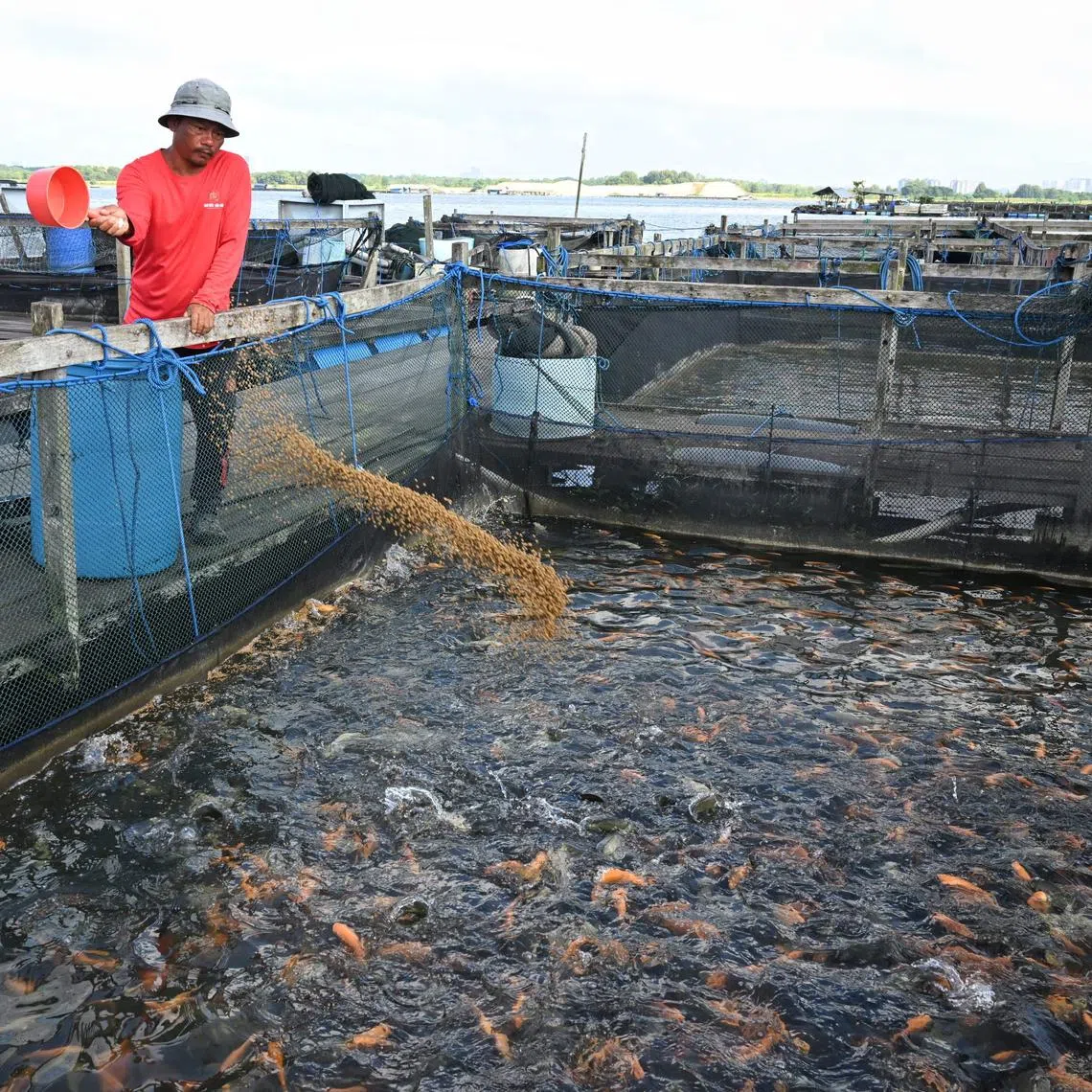 Generic photo of a worker feeding the fishes taken  at Heng Heng Fishery on February 2, 2024.