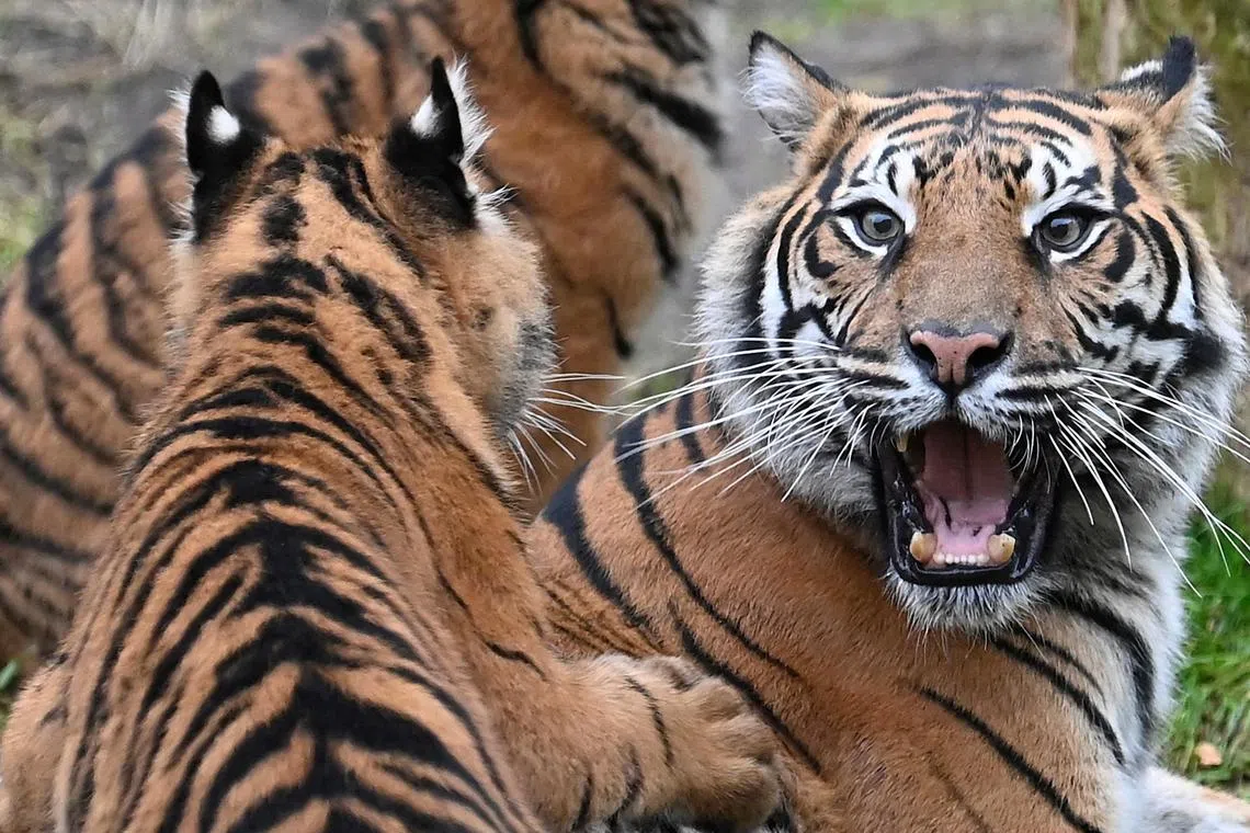 Fewer than 400 Sumatran tigers are believed to remain in the wild.