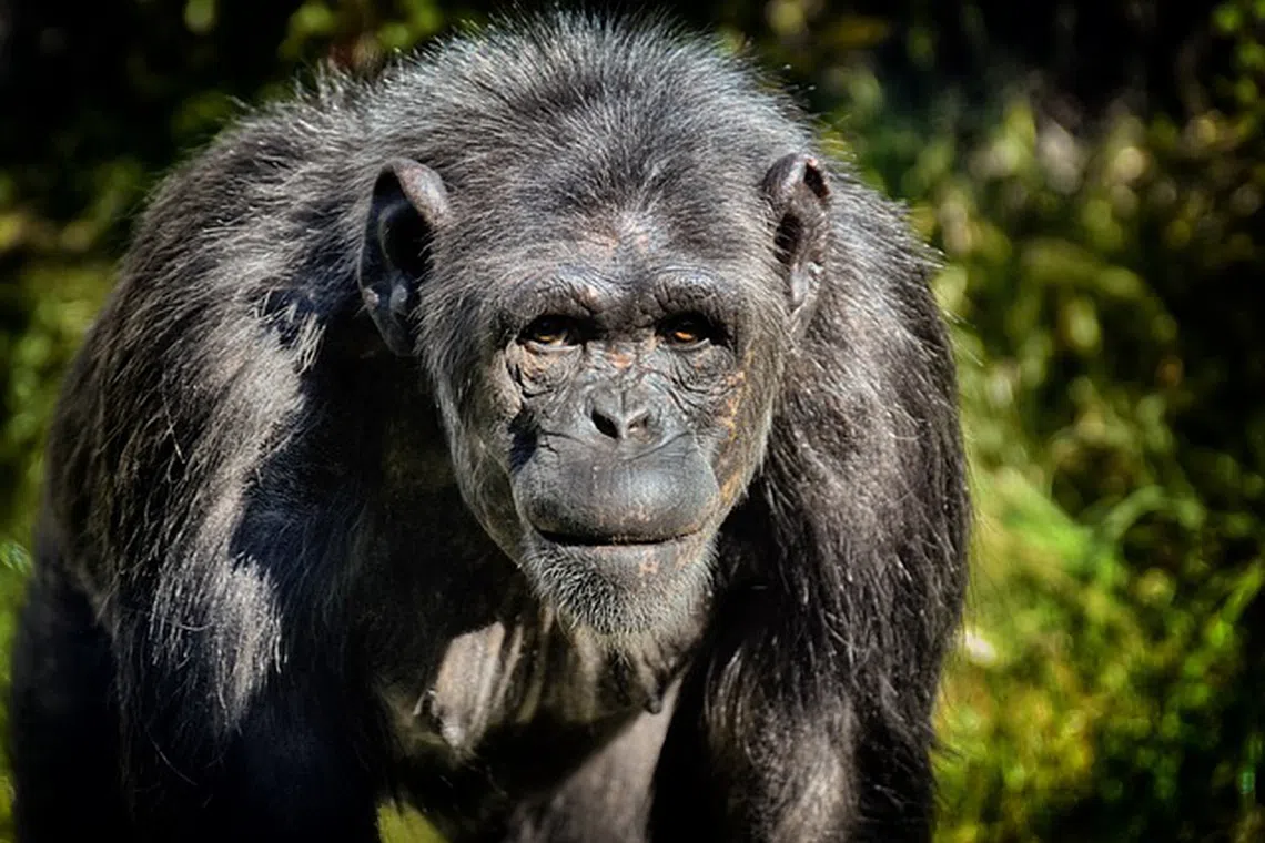 chimpanzee, ape, wildlife