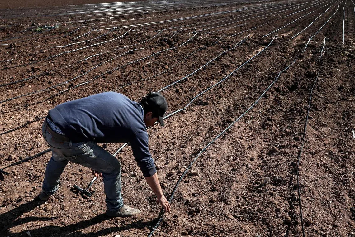 A farmer installs a drip system on a potato field in Berrechid, Morocco's historically wheat-rich province on Feb 7. 