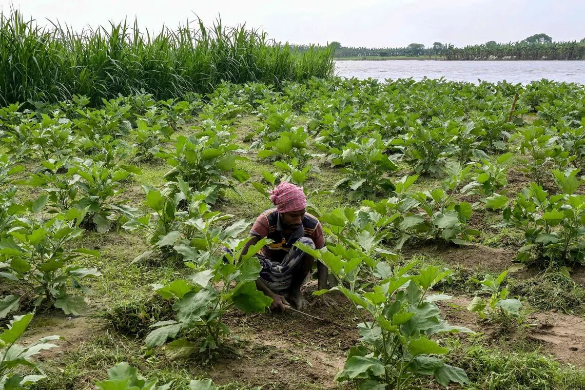 Snakes slithering through villages have become an unrelenting menace, leaving residents terrified and hospitals overwhelmed with bite victims.