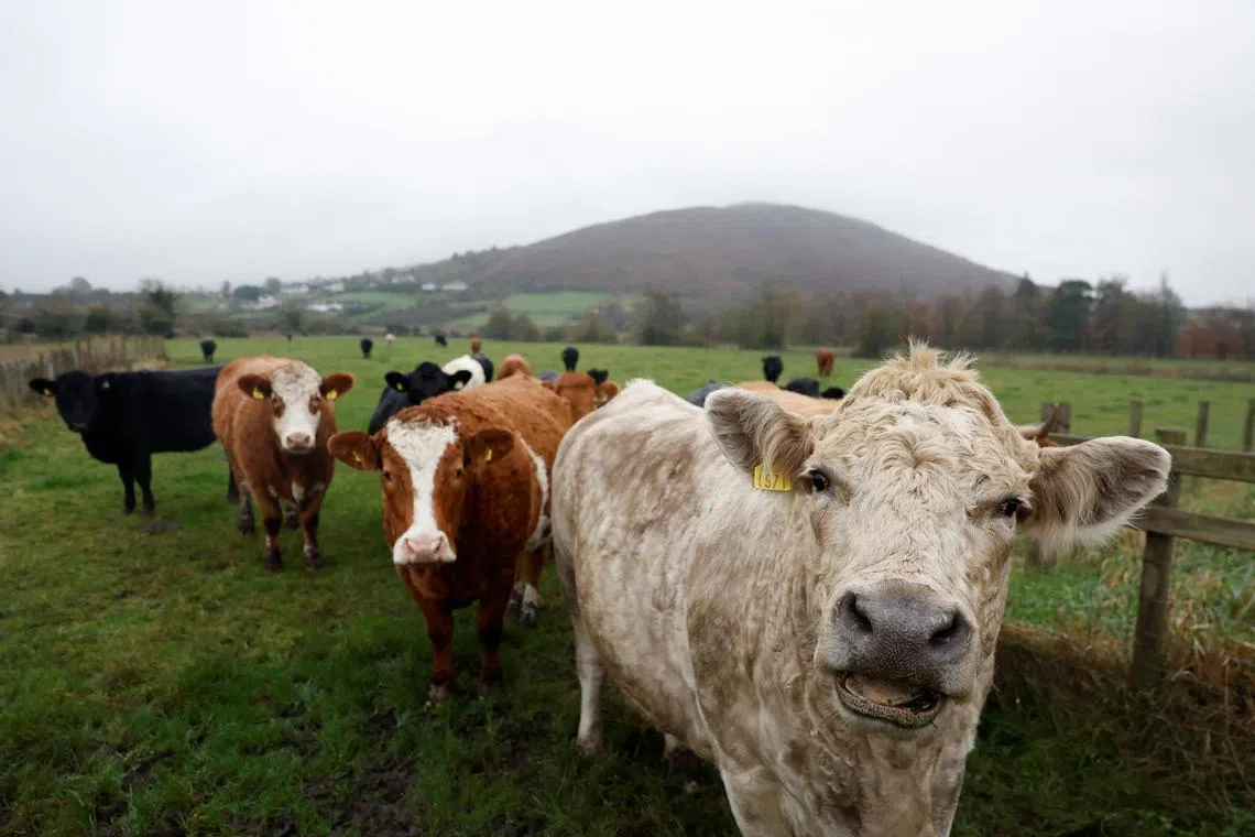Cattle farming has become a major climate concern due to the sheer volume of methane emitted by cows.