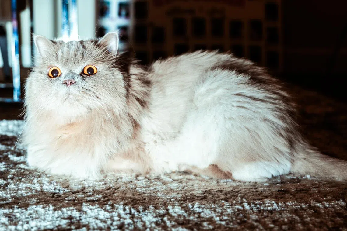 FILE — A cat on a rug in the Lower East Side on Feb. 21, 2024. In “The Interpretation of Cats,” Claude Béata helps explain the inscrutable behavior of our feline companions. (Ye Fan/The New York Times)