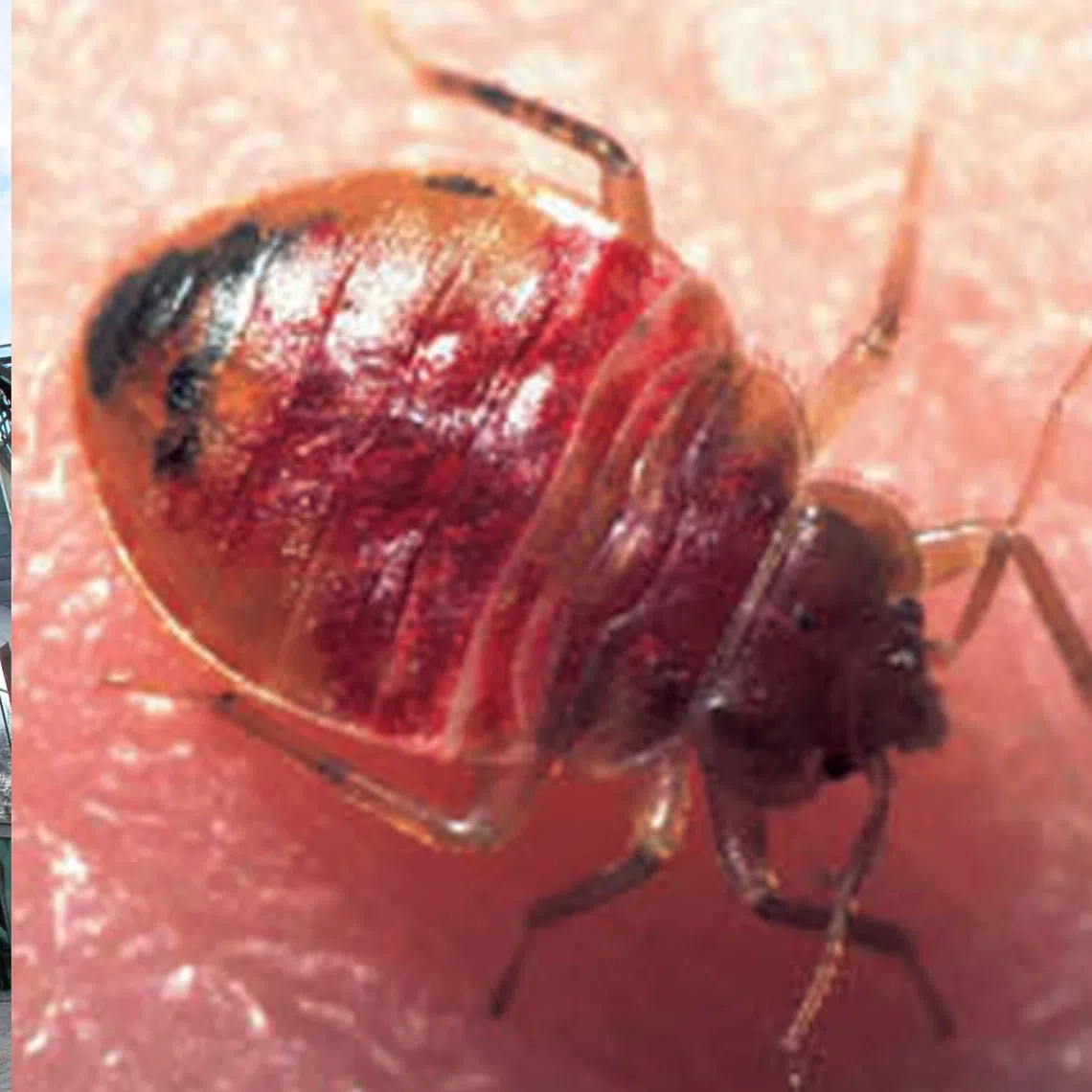 Paris' prestigious Cinematheque Francaise is to temporarily close amid a bedbug infestation.