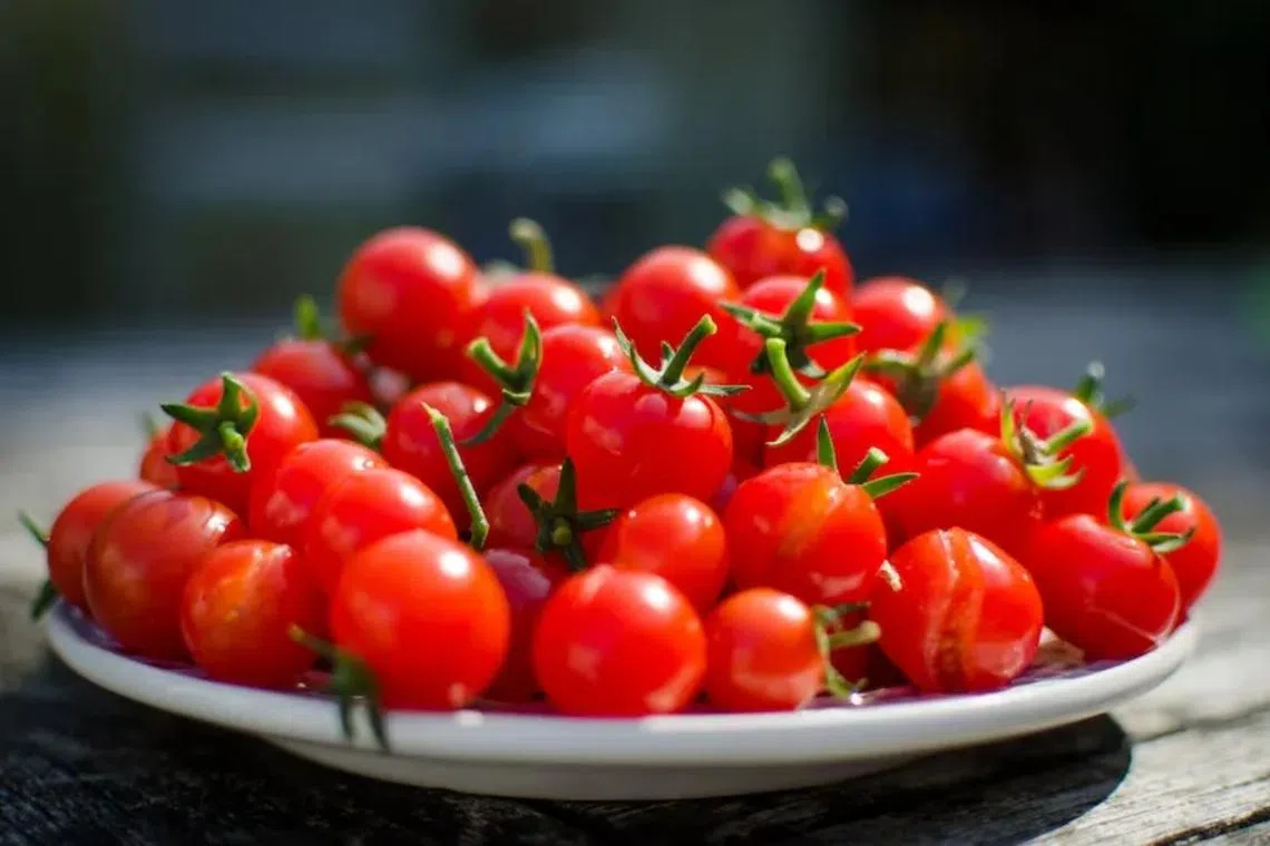 Exposure to colder weather conditions led to the overproduction of tomatine in HS2106 cherry tomatoes. 