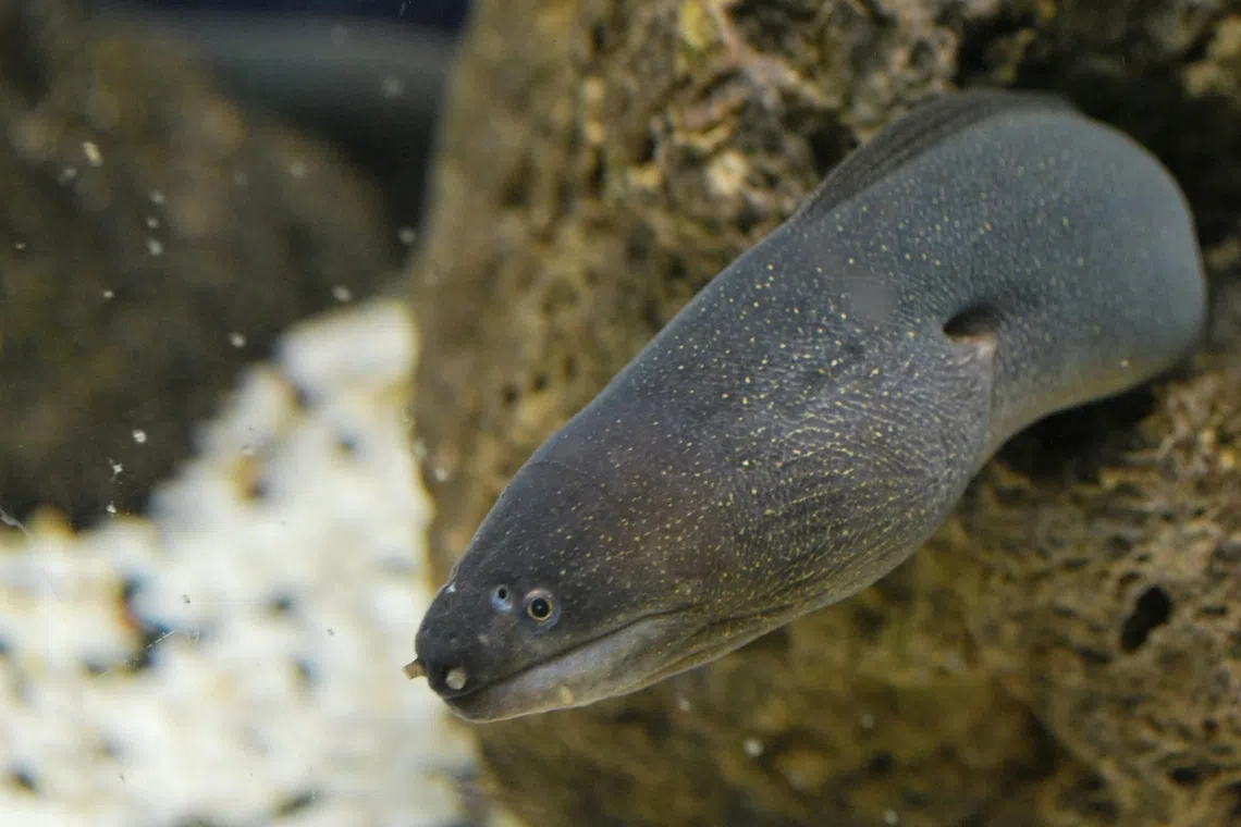 Almost all eels consumed worldwide belonged either to the American eel, Japanese eel or European eel species.