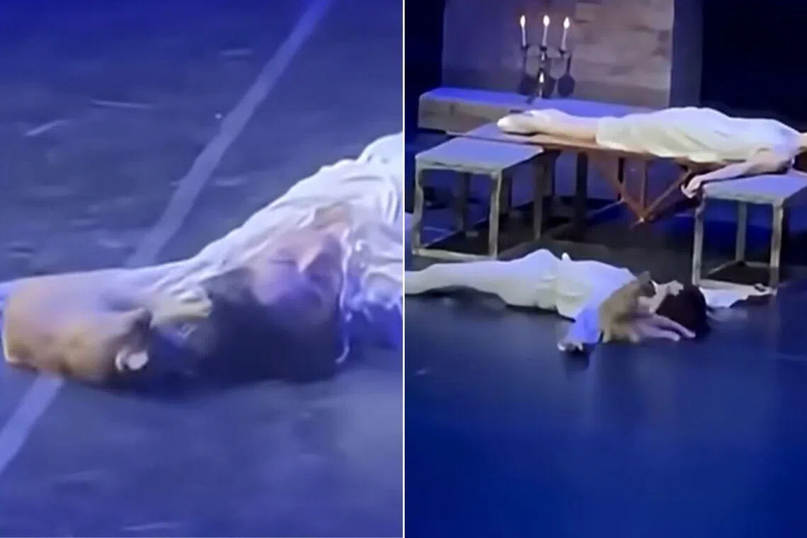 The cat was seen biting and scratching and biting Romeo's actor.