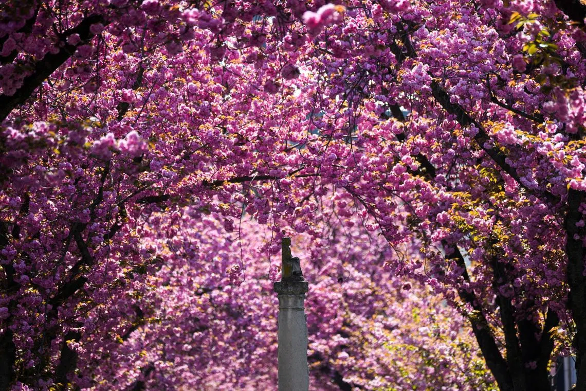 Pink cherry blossom trees at Cherry Blossom Avenue in downtown Bonn, Germany, on April 6, 2026. 