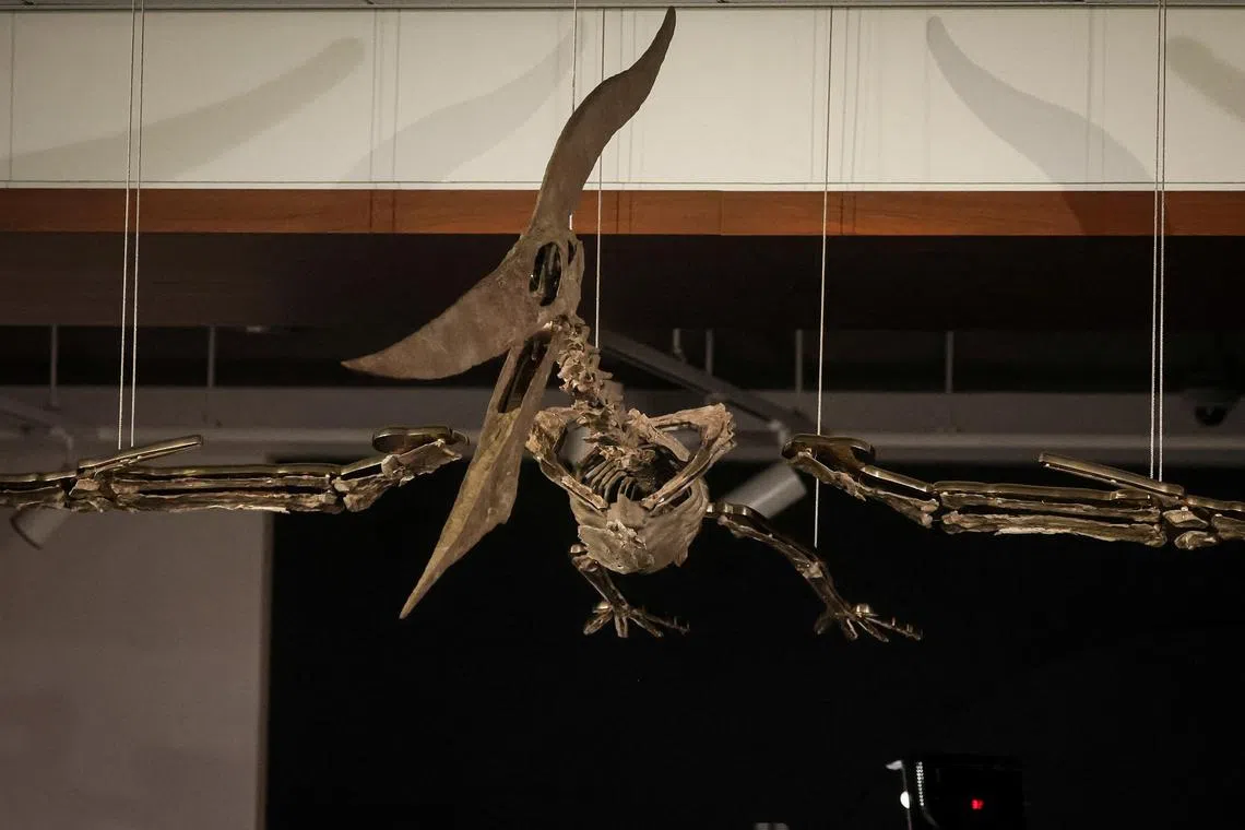 A flying Pteranodon skeleton is displayed at Sotheby's in New York City on July 10.