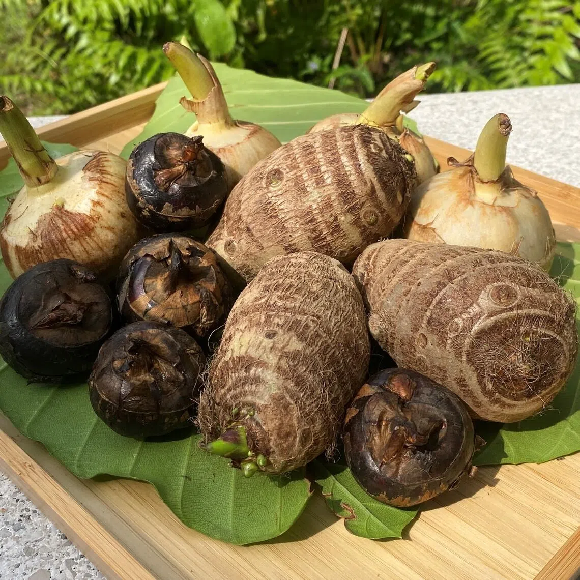 These underground edibles  – Chinese arrowhead, water chestnut and yam – are popular festive plants. Their food storage organs are botanically called corms, and can be used for planting.