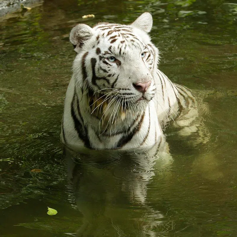 Born under human care, Pasha arrived in Singapore in 2015 from Indonesia’s Batu Secret Zoo.