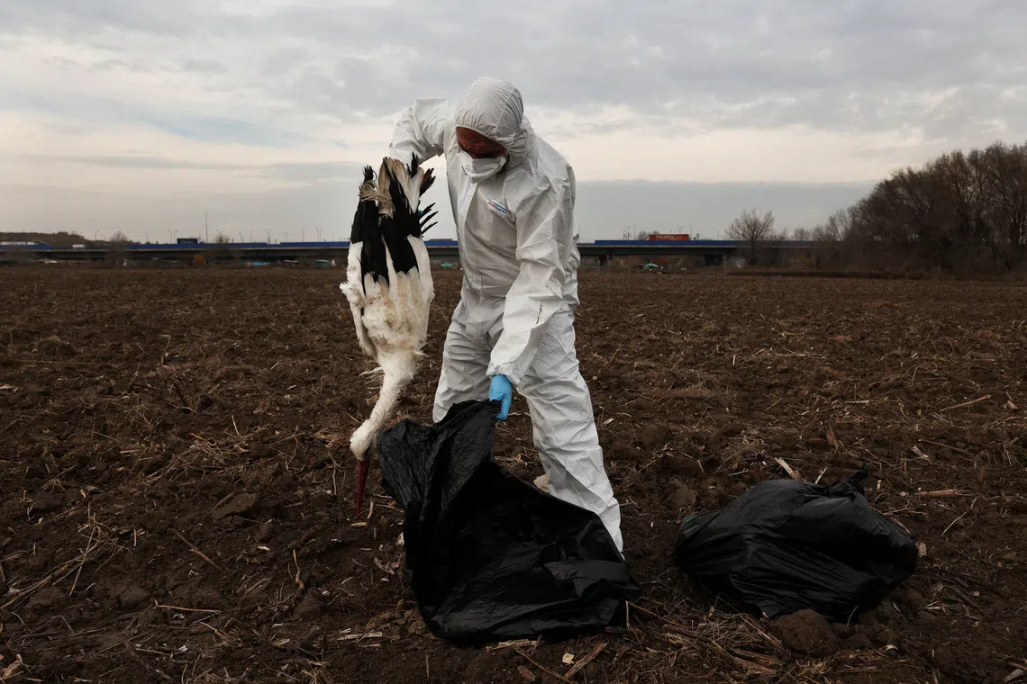 A forestry agent puts a dead stork inside a trash bag found in a field next to the Manzanares river in Perales del Rio, near Madrid, Spain, December 12, 2025. Forestry agents have collected hundreds of dead storks along wetlands in southeastern Madrid, as authorities have confirmed four outbreaks of bird flu in wild birds in the region. REUTERS/Susana Vera
