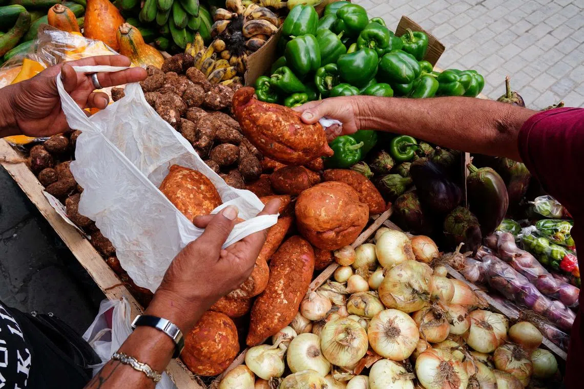 FILE PHOTO: A person buys vegetables in downtown Havana, Cuba, March 11, 2024. REUTERS/Alexandre Meneghini/File Photo