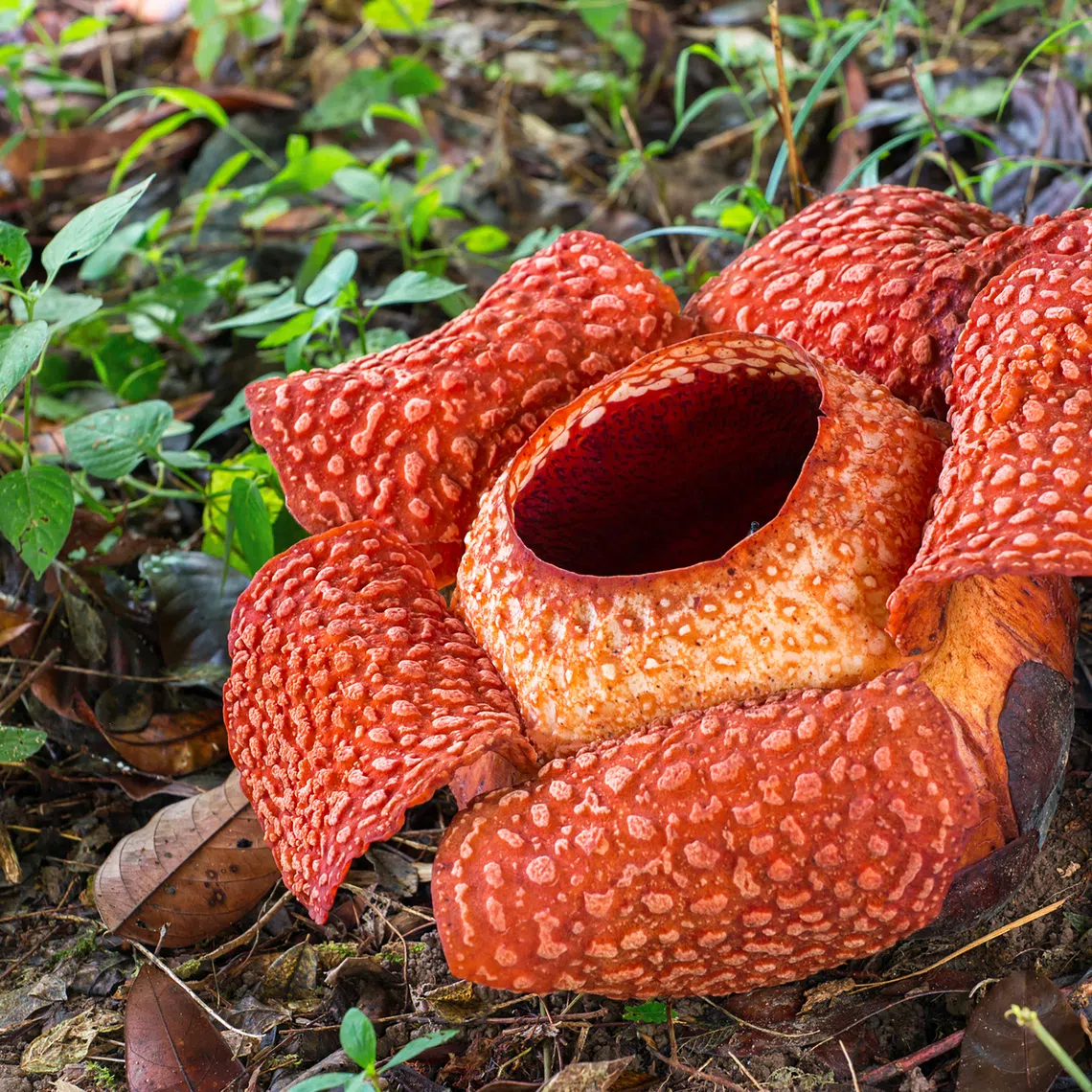 Worldwide, there are approximately 36–40 recognised Rafflesia species, mostly found in South-east Asia.