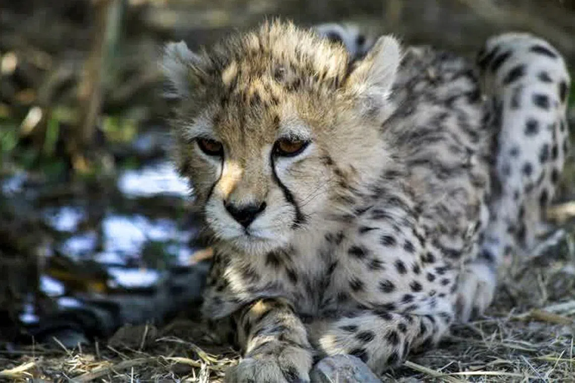 The last survivor of three endangered Asiatic cheetah cubs born in captivity in Iran died in hospital on Feb 28 from kidney failure, state media reported. 