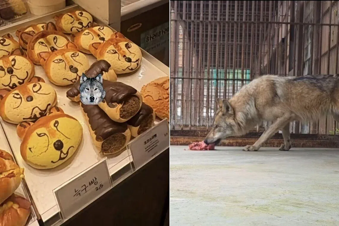 South Korea arrests man for spreading AI-generated image of escaped wolf