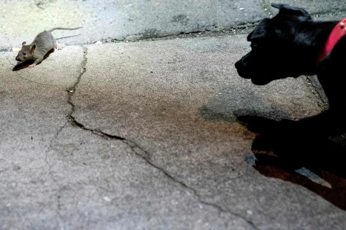 Rowdy chasing a rat in the Adams Morgan neighbourhood of Washington, DC, on June 3, 2023. 