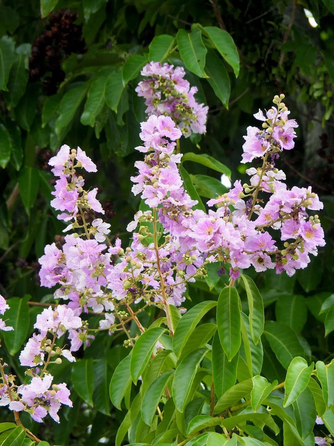 Lagerstroemia genus species is widely cultivated in South-east Asia and highly recognisable for its umbrella-shaped crown.