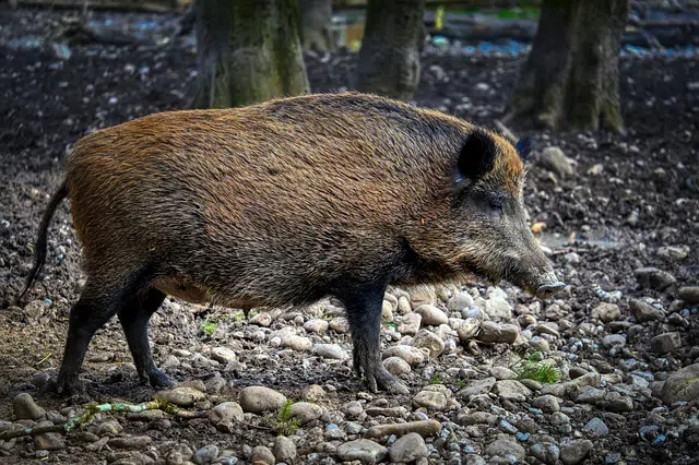 A wild boar eating contaminated food is suspected to be cause of the outbreak.