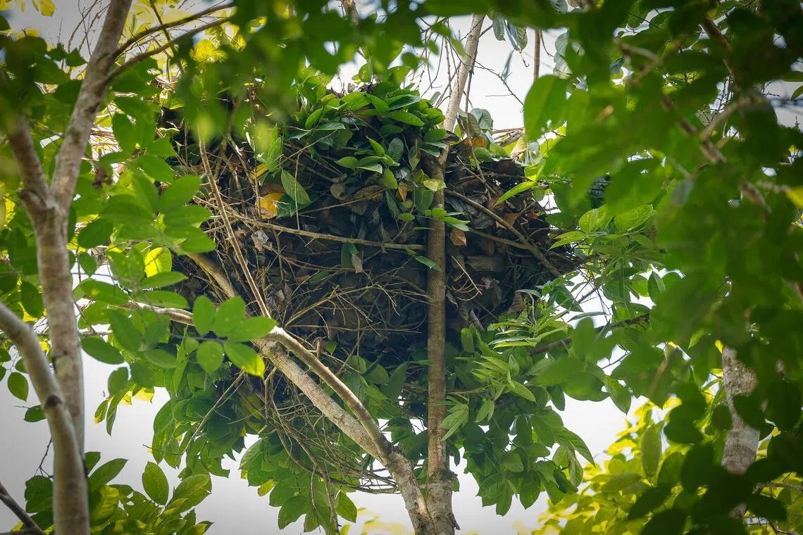 Restoring Sabah's rainforest with community conservation | The Straits ...