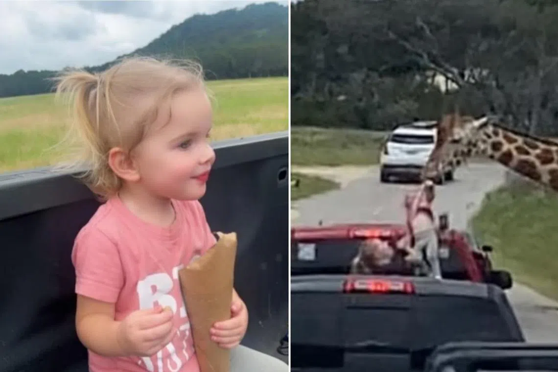 Two-year-old Paisley Toten was at the back of a pickup truck with her mum when a giraffe grabbed her shift and lifted her off briefly.