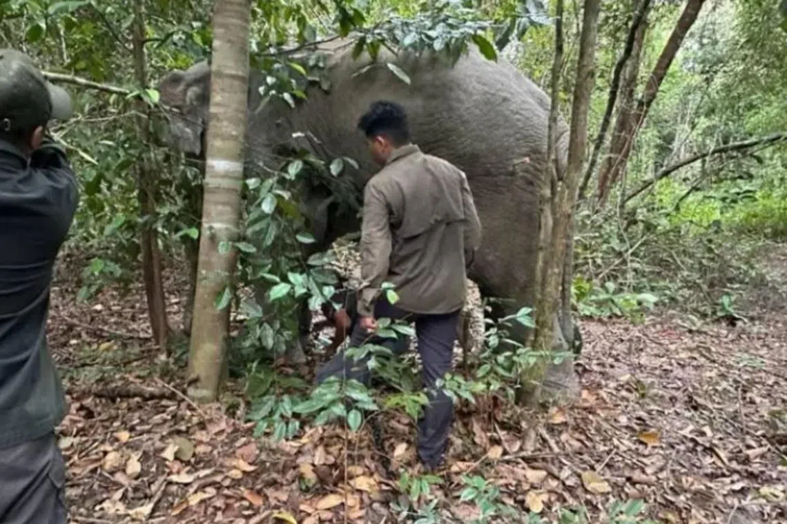 A male elephant was captured by the Johor Wildlife and National Parks Department after it ravaged a fruit farm.