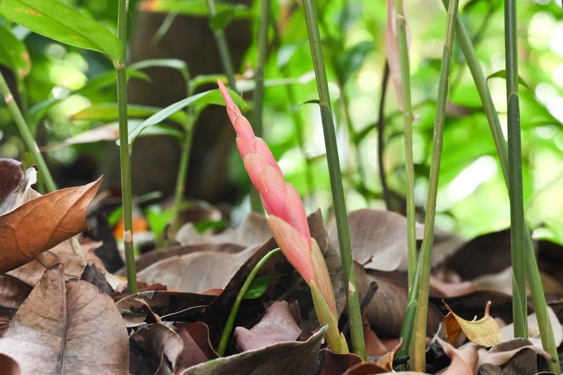 Zingiber singapurense tends to bloom just once a year between May and June.