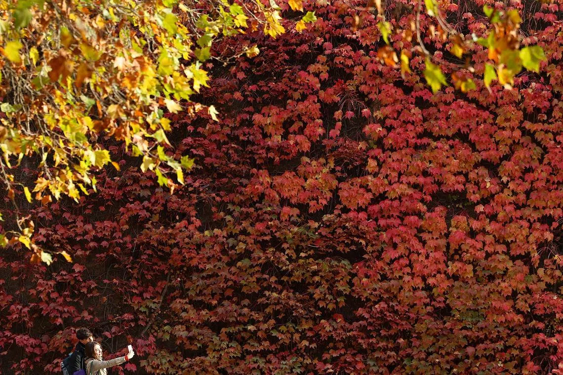 People taking pictures beside autumnal colours in central London, Britain, Novr 11, 2024.