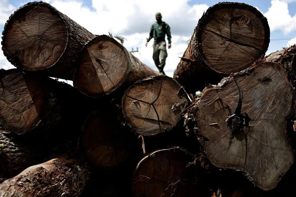 FILE PHOTO: An agent of the Brazilian Institute for the Environment and Renewable Natural Resources (IBAMA) inspects a tree extracted from the Amazon rainforest, in a sawmill during an operation to combat deforestation, in Placas, Para State, Brazil January 20, 2023. REUTERS/Ueslei Marcelino//File Photo