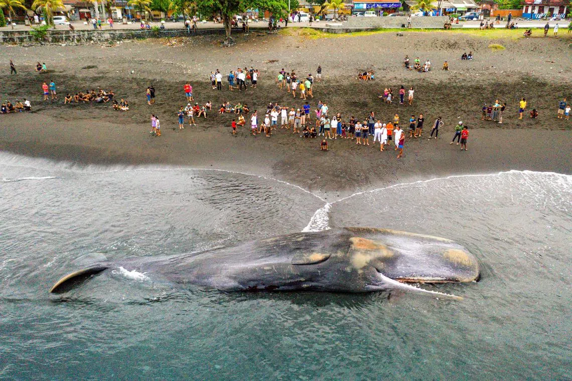 Villagers look at a dead sperm whale that stranded at Yeh Malet beach, in Klungkung, on April 5, 2023.